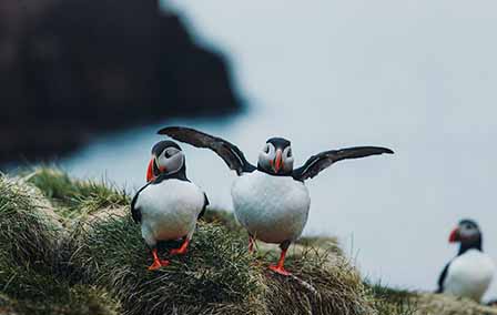 Wildlife in Iceland