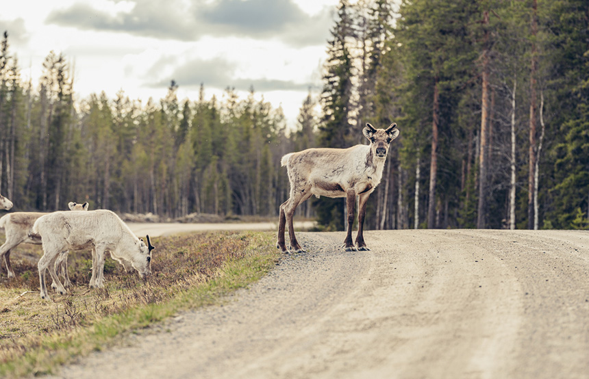 Wildlife in Sweden