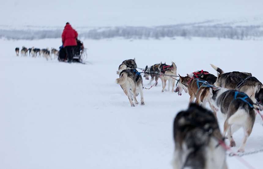 Husky Safari in Lapland