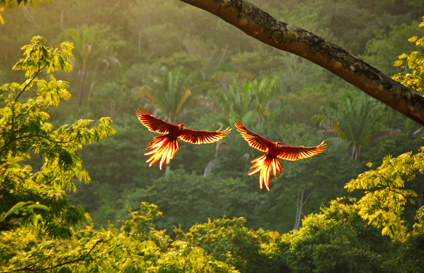 Birding in Costa Rica