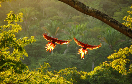 Birding in Costa Rica