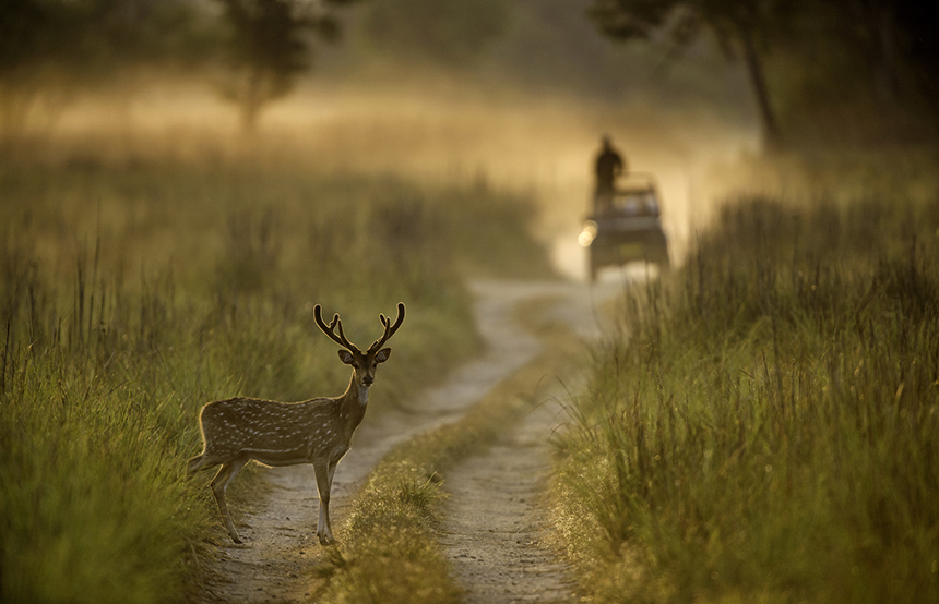 Wildlife in India