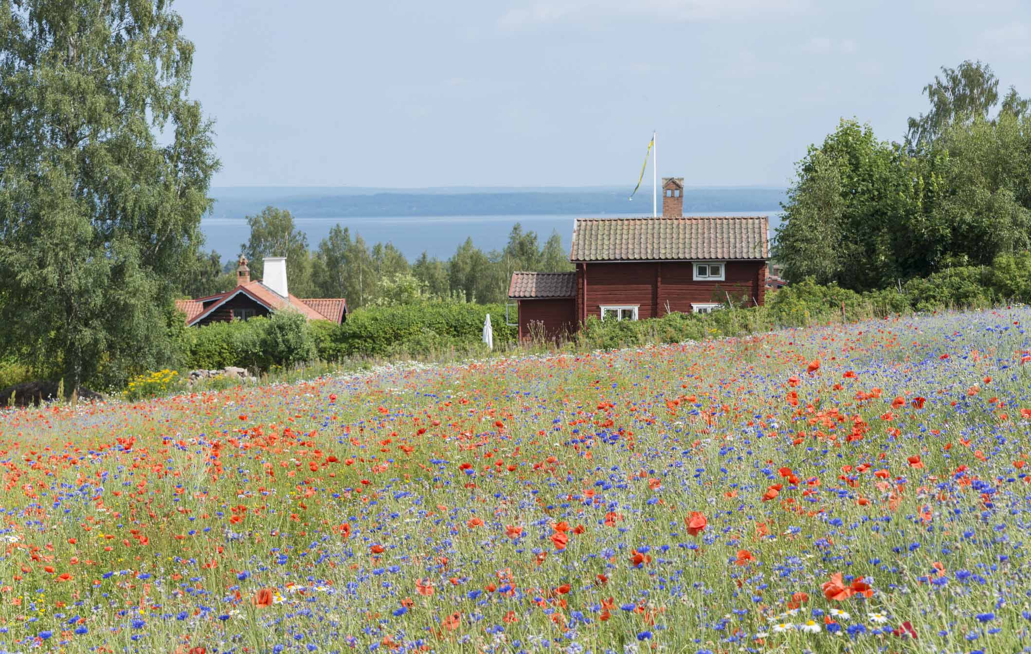 Reasons to Visit Sweden in Spring