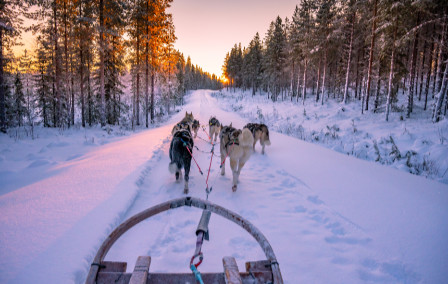Dog Sledding in Swedish Lapland