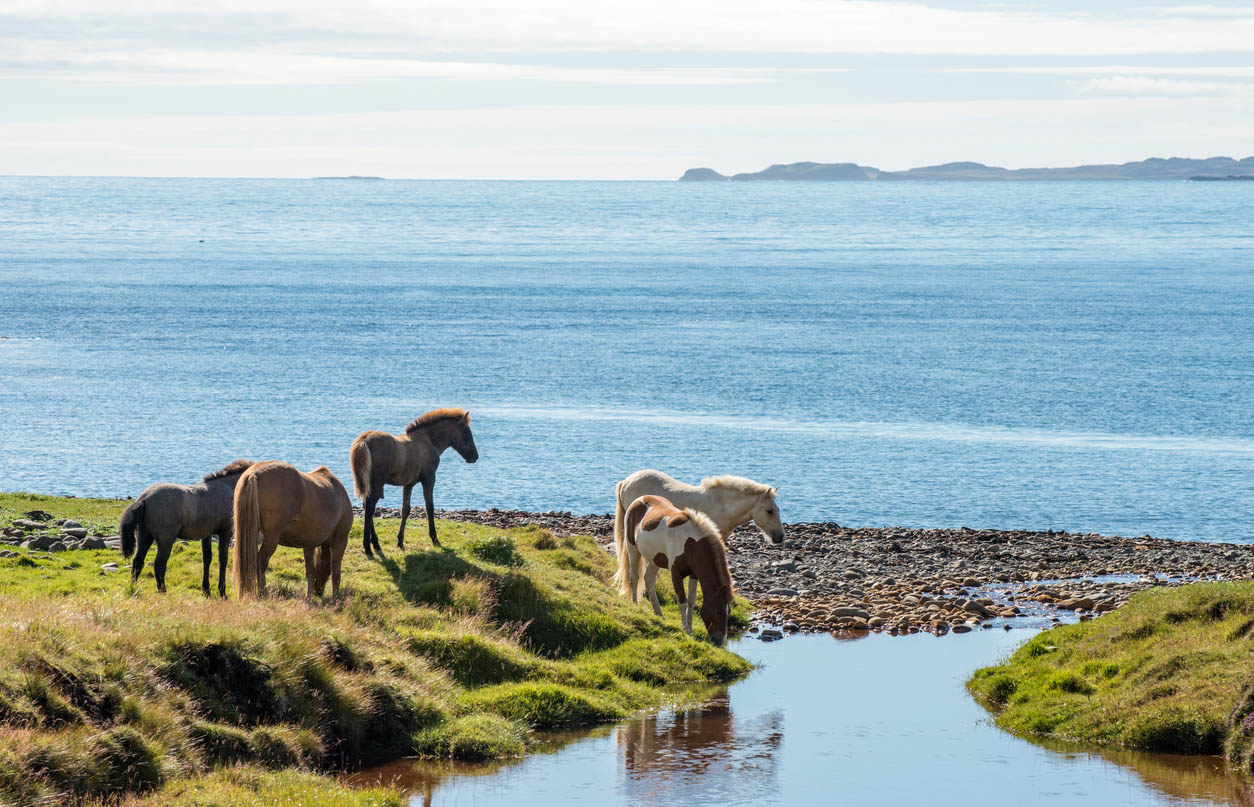 Spring in Iceland