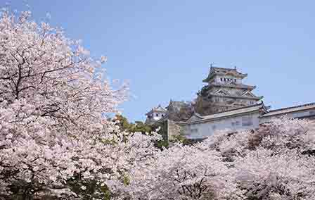 The Best Places to See Cherry Blossoms in Japan