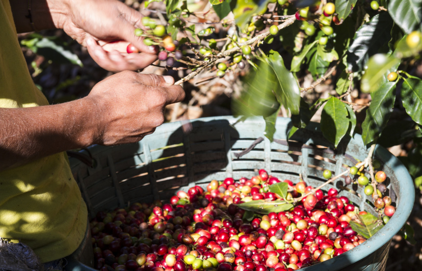 Our Favourite Coffee Experiences Around the World