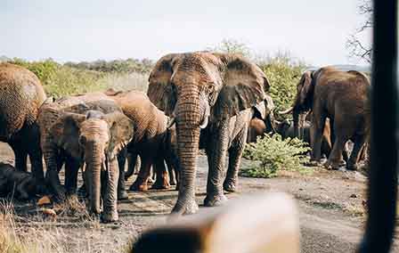 Top Six Types of Safari
