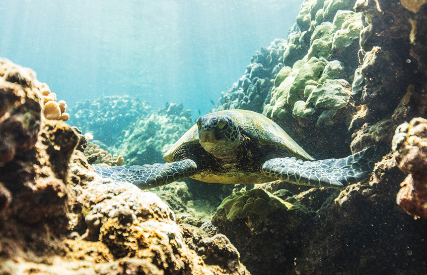 Best places to see Sea Turtles