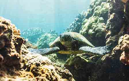 Best places to see Sea Turtles