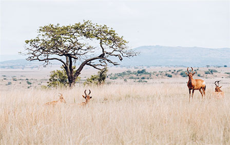 The 8 Most Beautiful Safari Destinations in Africa