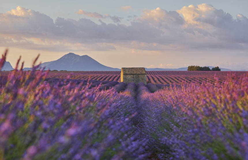 Flower Power: Best Places to See Flowers Around the World