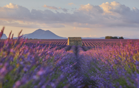 Flower Power: Best Places to See Flowers Around the World