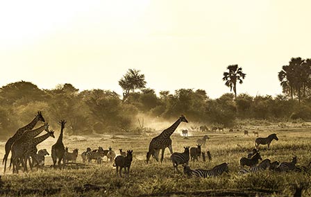 Five Unmissable Landscapes in Botswana
