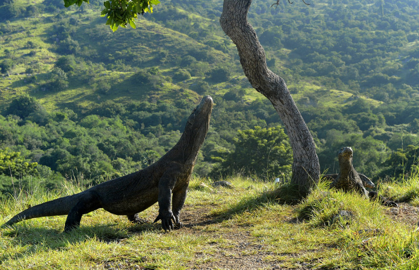 Top Seven Komodo Dragon Facts