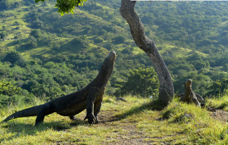 Top Seven Komodo Dragon Facts