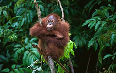 Top Five Orangutan Facts