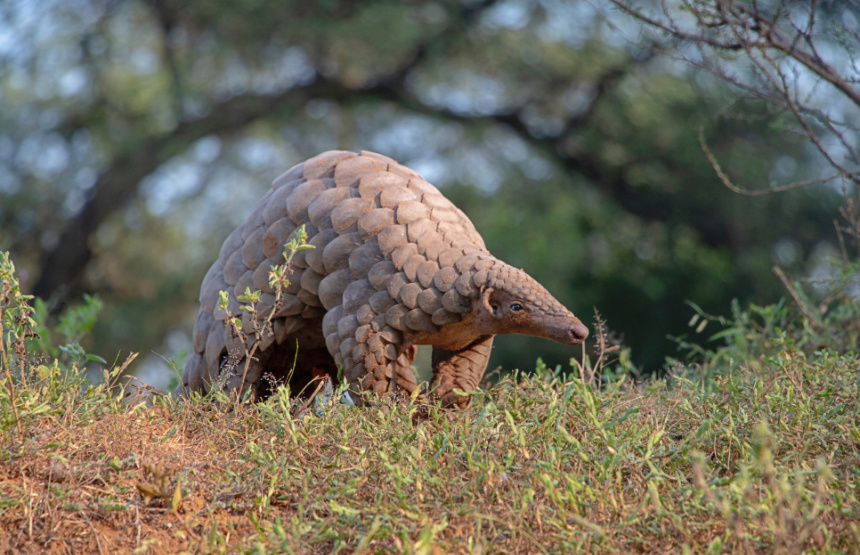 Top Five Pangolin Facts