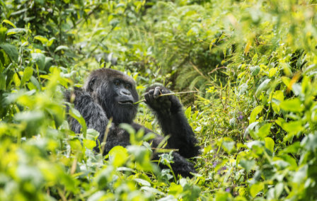 Top Five Gorilla Facts