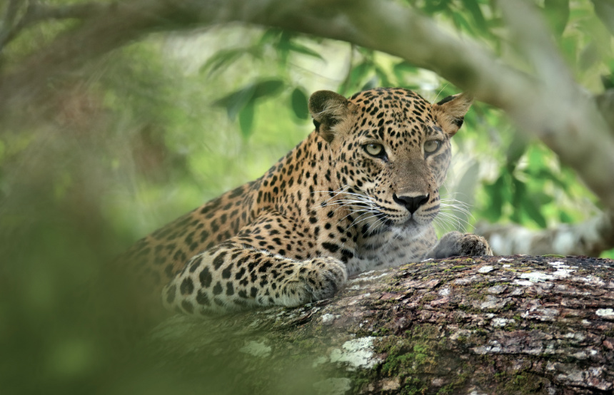 Top Five Leopard Facts