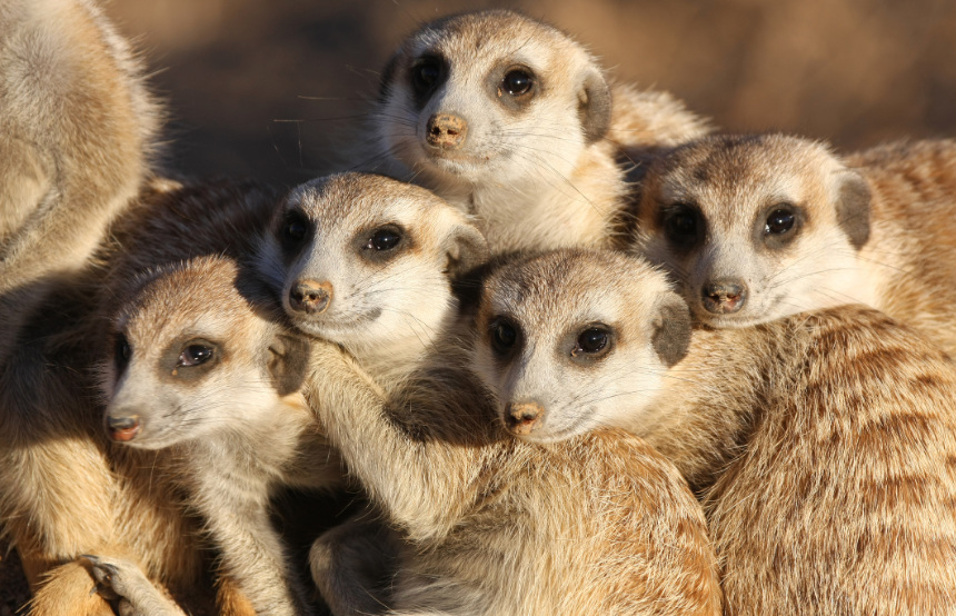 Top Ten Meerkat Facts