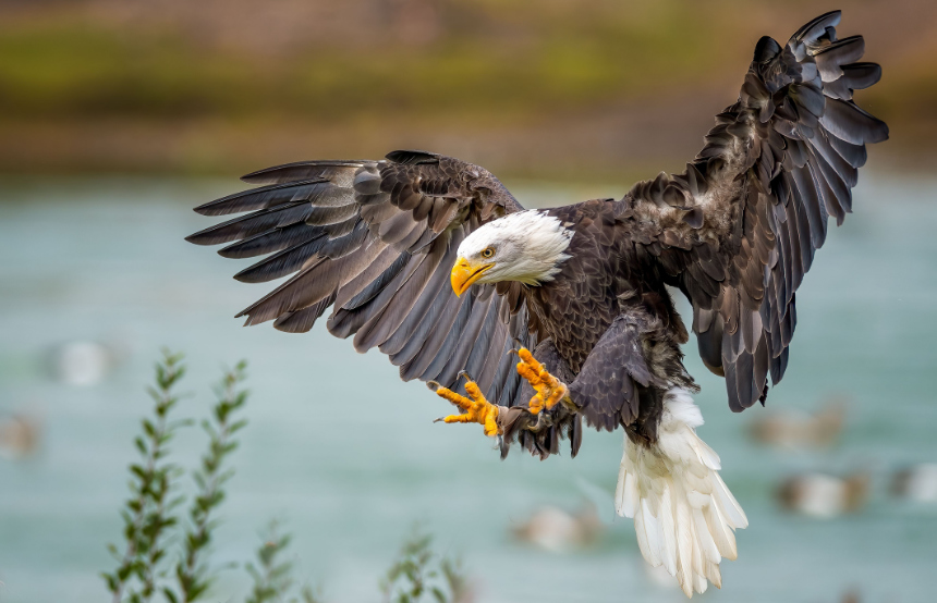 Top Ten Eagle Facts