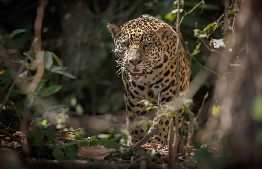 Top Ten Jaguar Facts