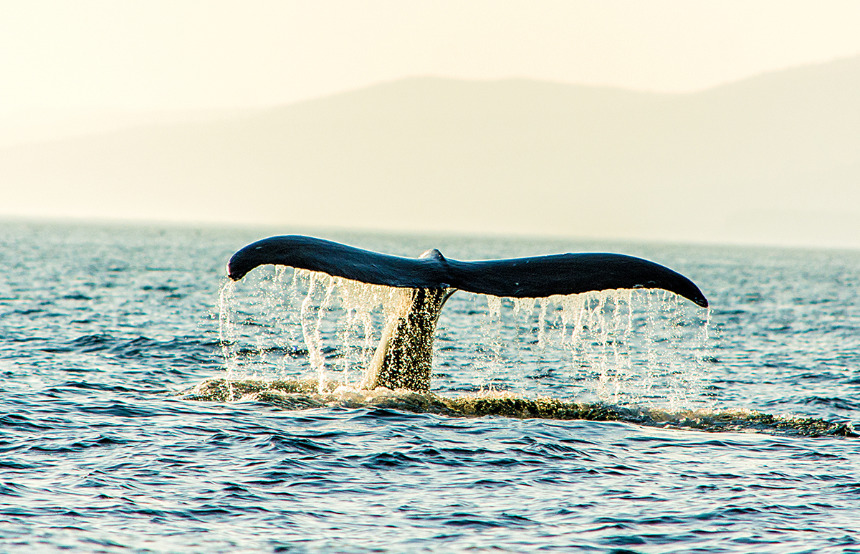 The Best Places for Whale Watching in California