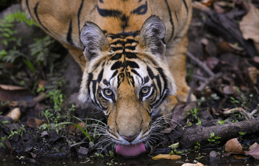 Best Time to See Tigers in India