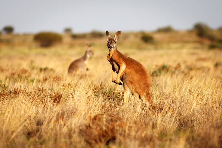 Kangaroos in Flinders Ranges - Australia