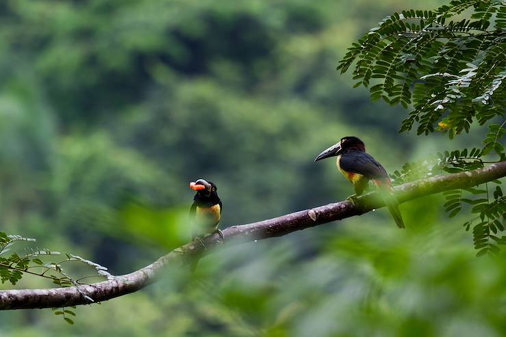 Birds in Belize