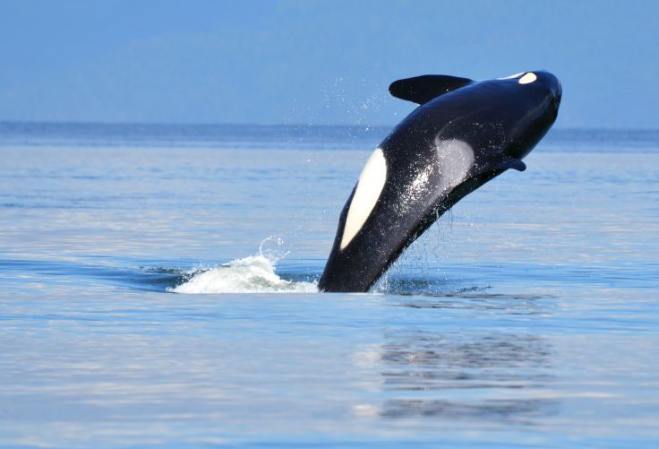 Orca near Victoria - Canada