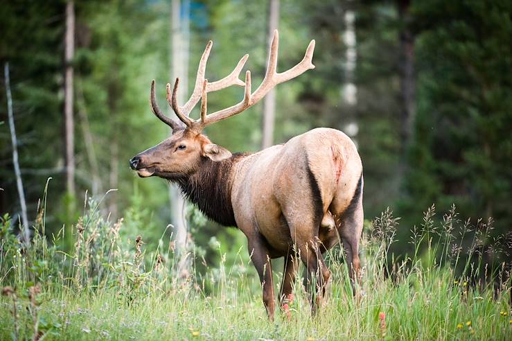 Reindeer - Canada