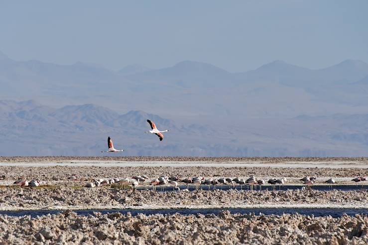 Atacama Desert - Chile