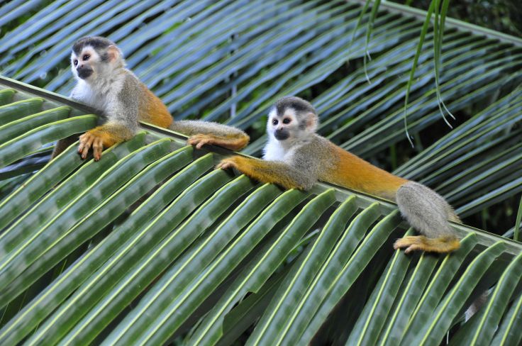 Monkeys in Manuel Antonio - Costa Rica