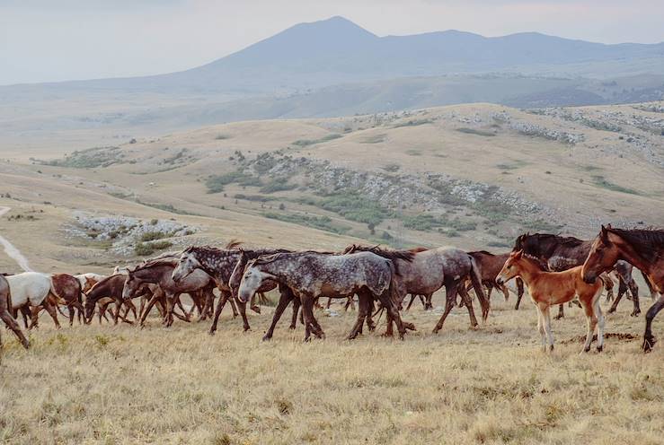 Horses © Vladimir Vujeva / Unsplash