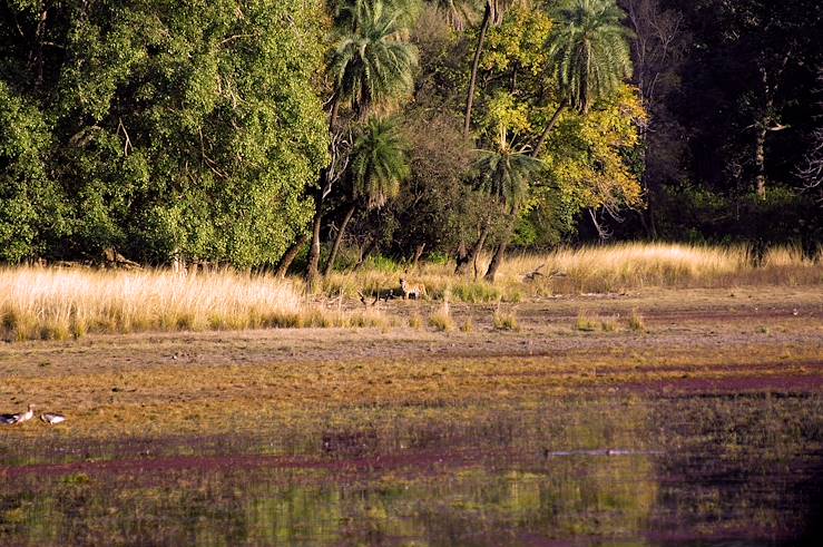 Bandhavgarh National Park - India