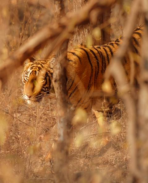 Tiger - India © Photocech / Stock Adobe