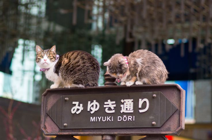 Cats in Ginza - Tokyo - Japan