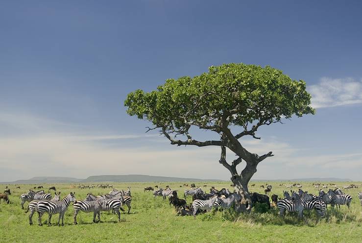 Serengeti - Tanzania