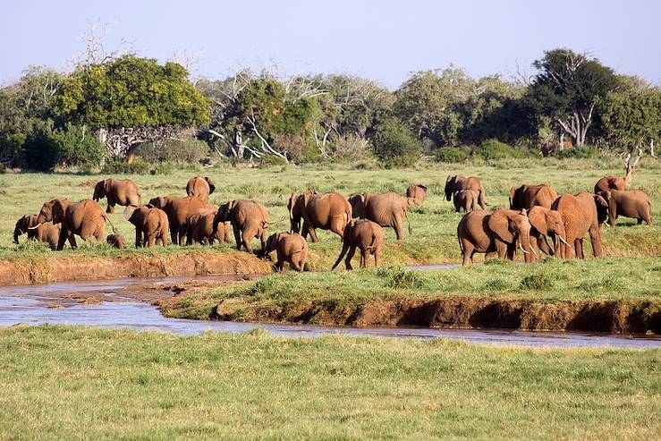 Elephants in Park Tsavo - Kenya