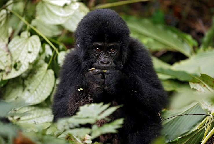 Gorilla - Uganda © AndamanSE/Getty Images/iStockphoto