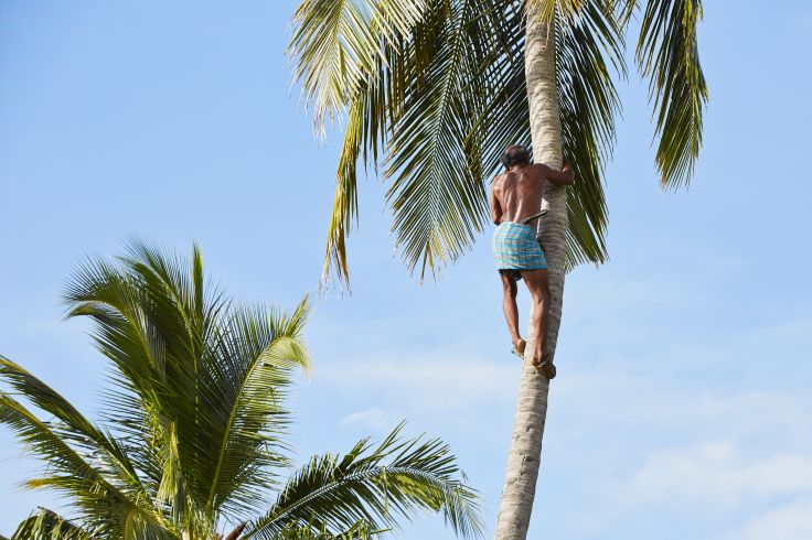 Man climbing a palm tree - Sri Lanka