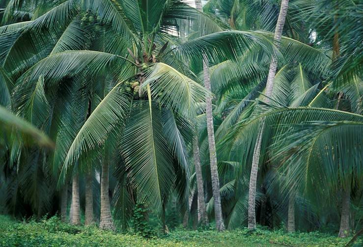Palm trees - Sri Lanka