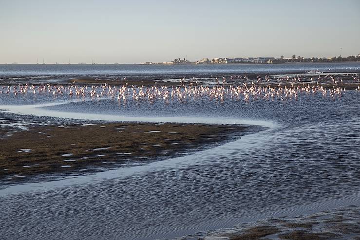 Birds in Walvis Bay - Namibia