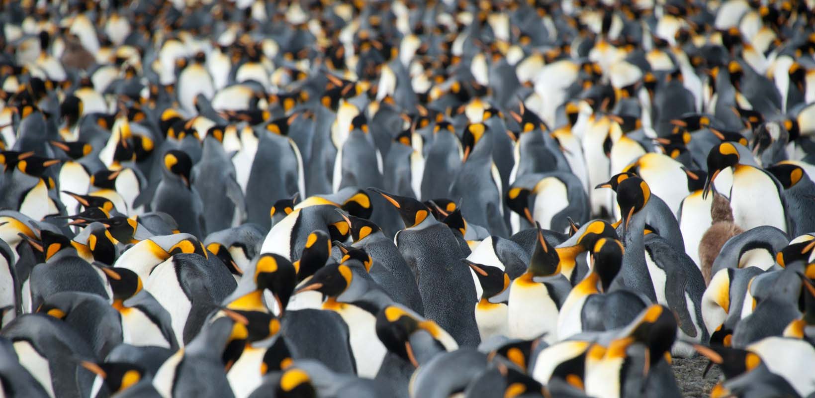 Penguins - South Georgia - Antarctica