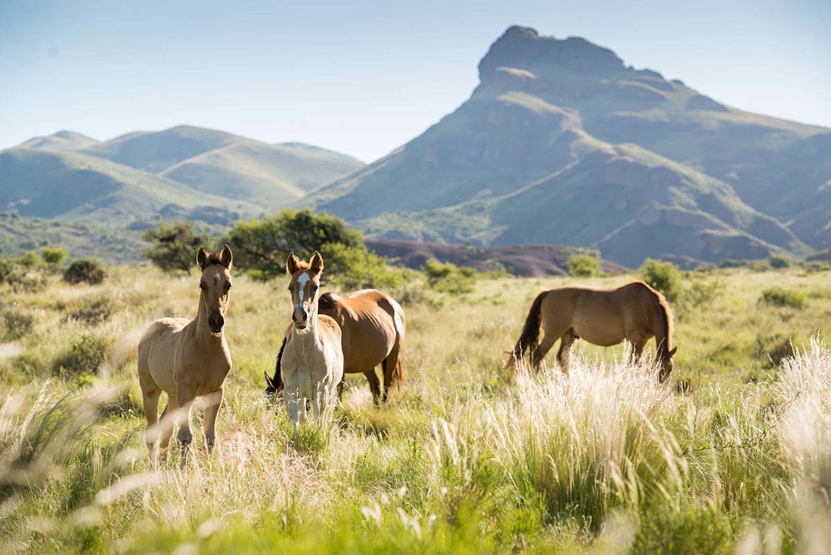 Horses - Argentina