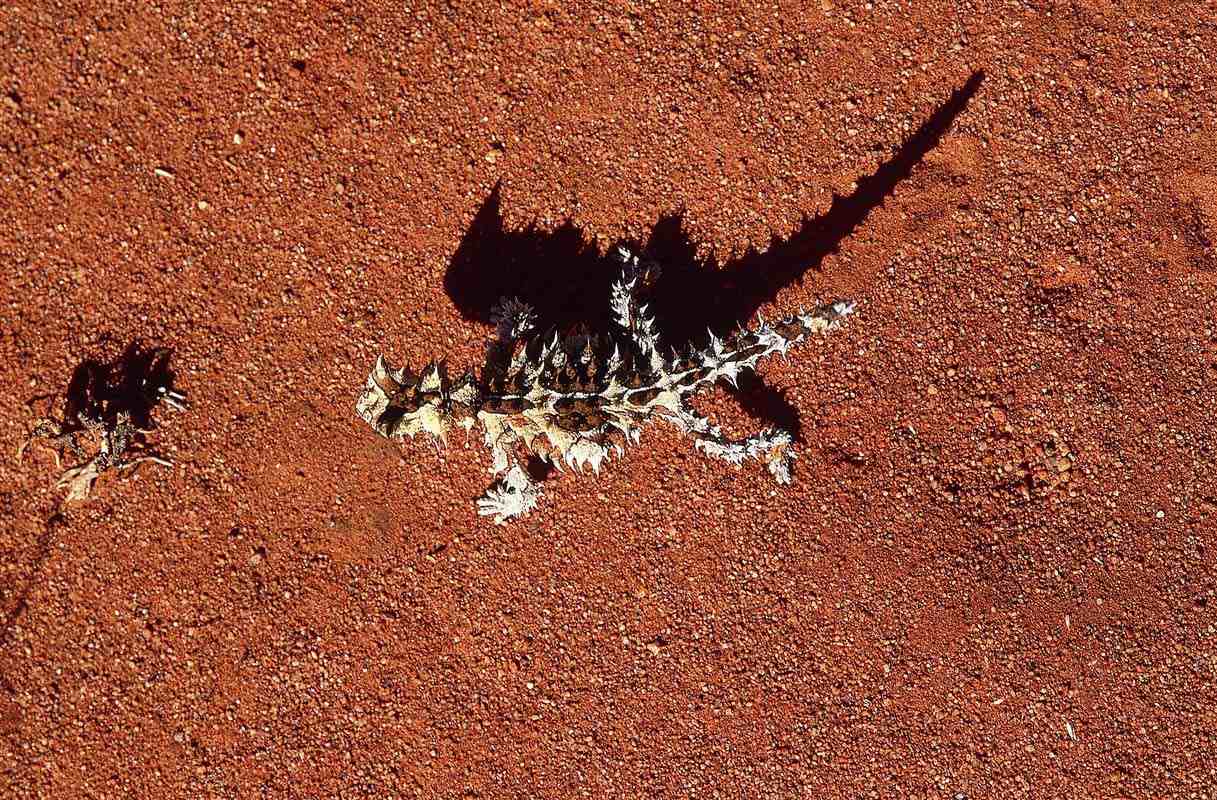 Thorny devil - Australia
