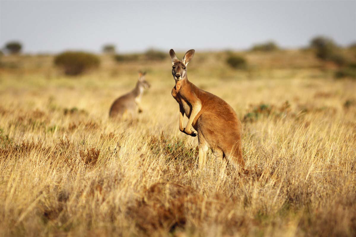 Kangaroos in Flinders Ranges - Australia