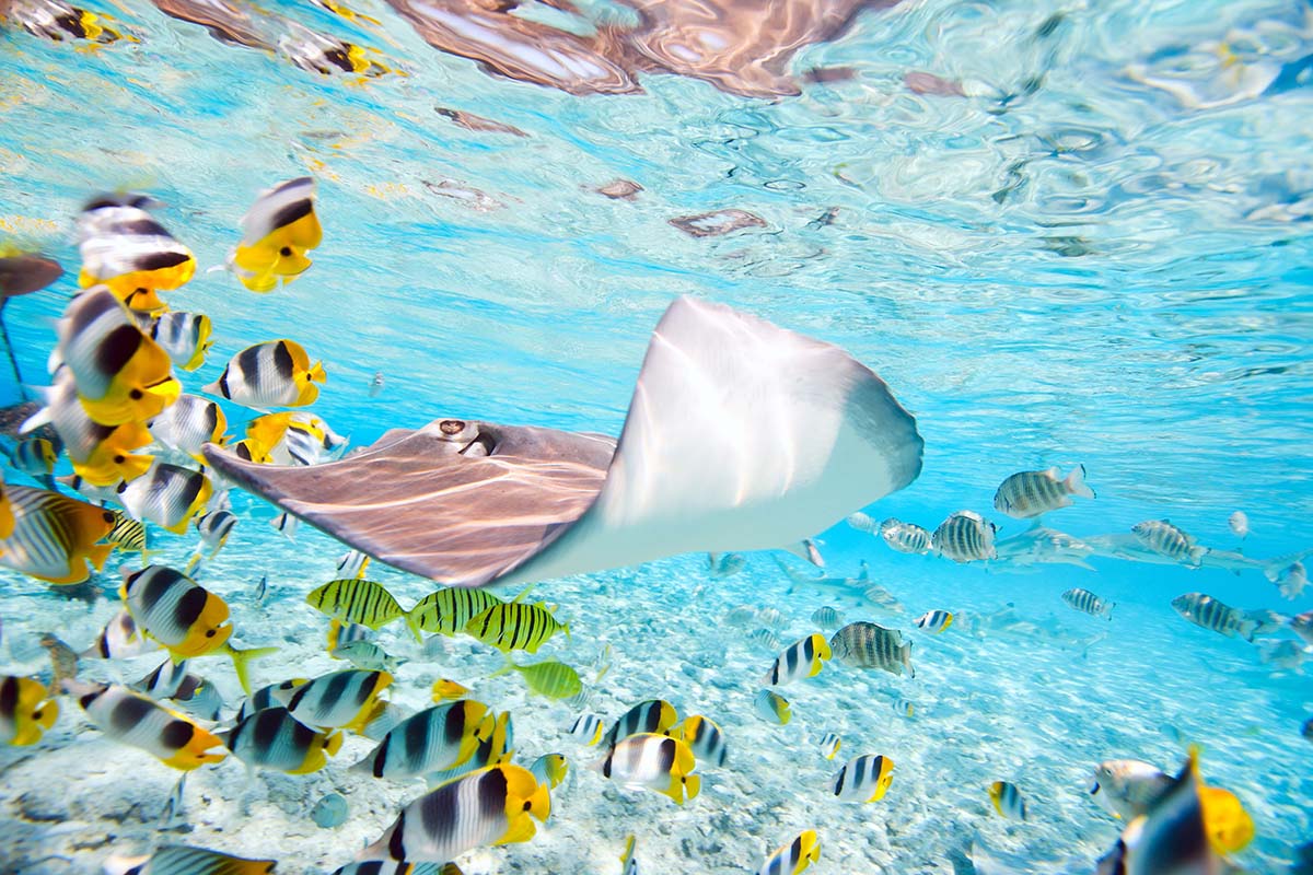 Manta ray and fishes - Australia